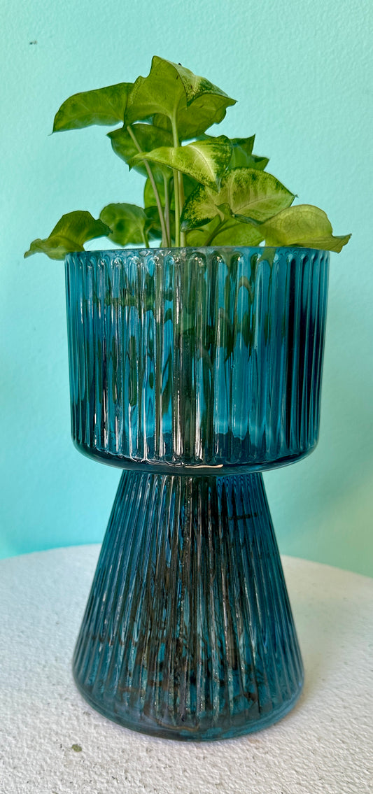 Water plant in blue glass