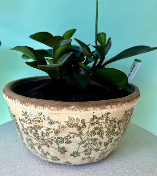 Potted Green Peperomia