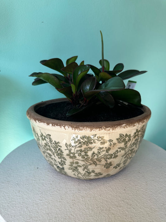 Potted Green Peperomia