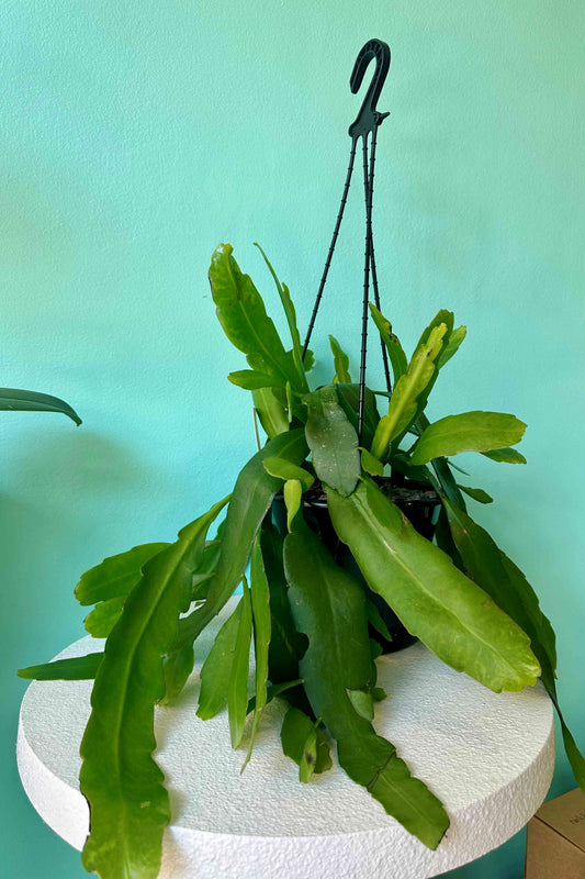 Hanging Epiphyllum Orchid Cactus