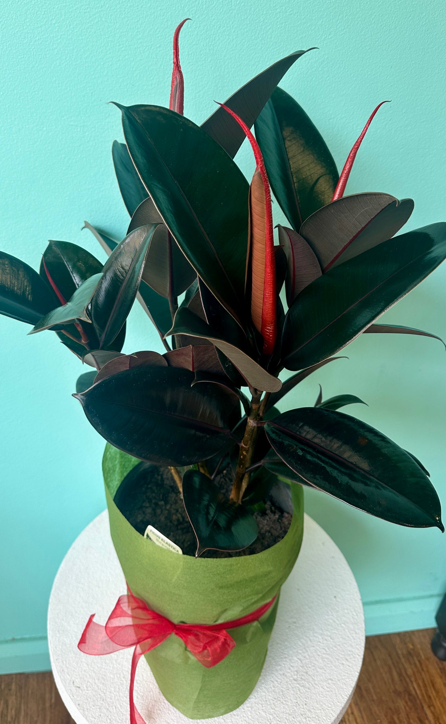 Burgundy Ficus