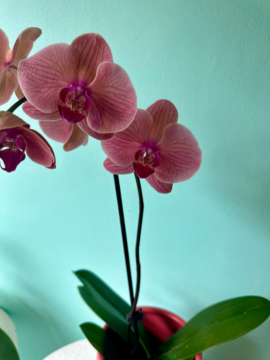 Apricot potted orchid with pot