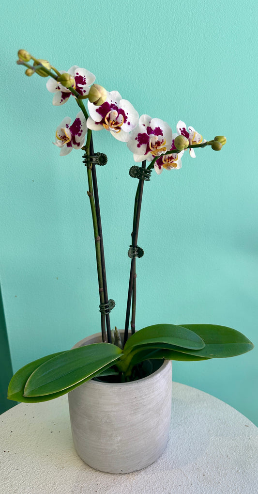 Potted min double stem orchid