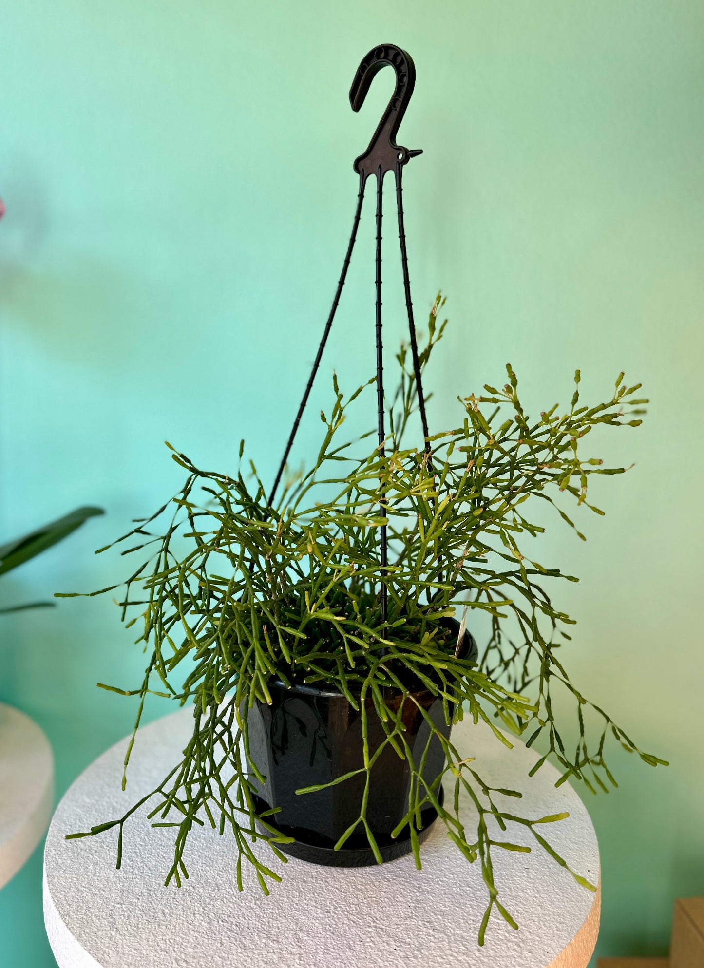 Rhipsalis Clavata