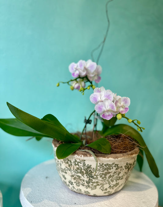 Tripple stem potted orchid