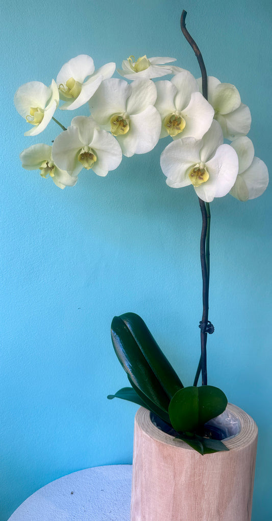 Orchid in natural wooden pot