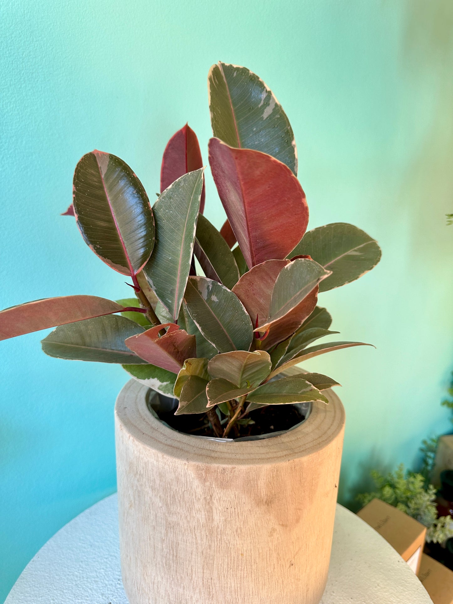 Potted Burgundy Ficus