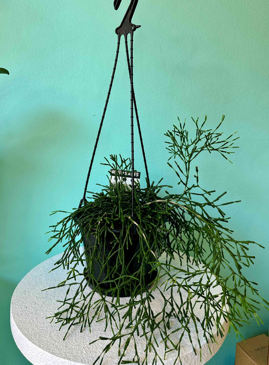 Hanging Rhipsalis Plant