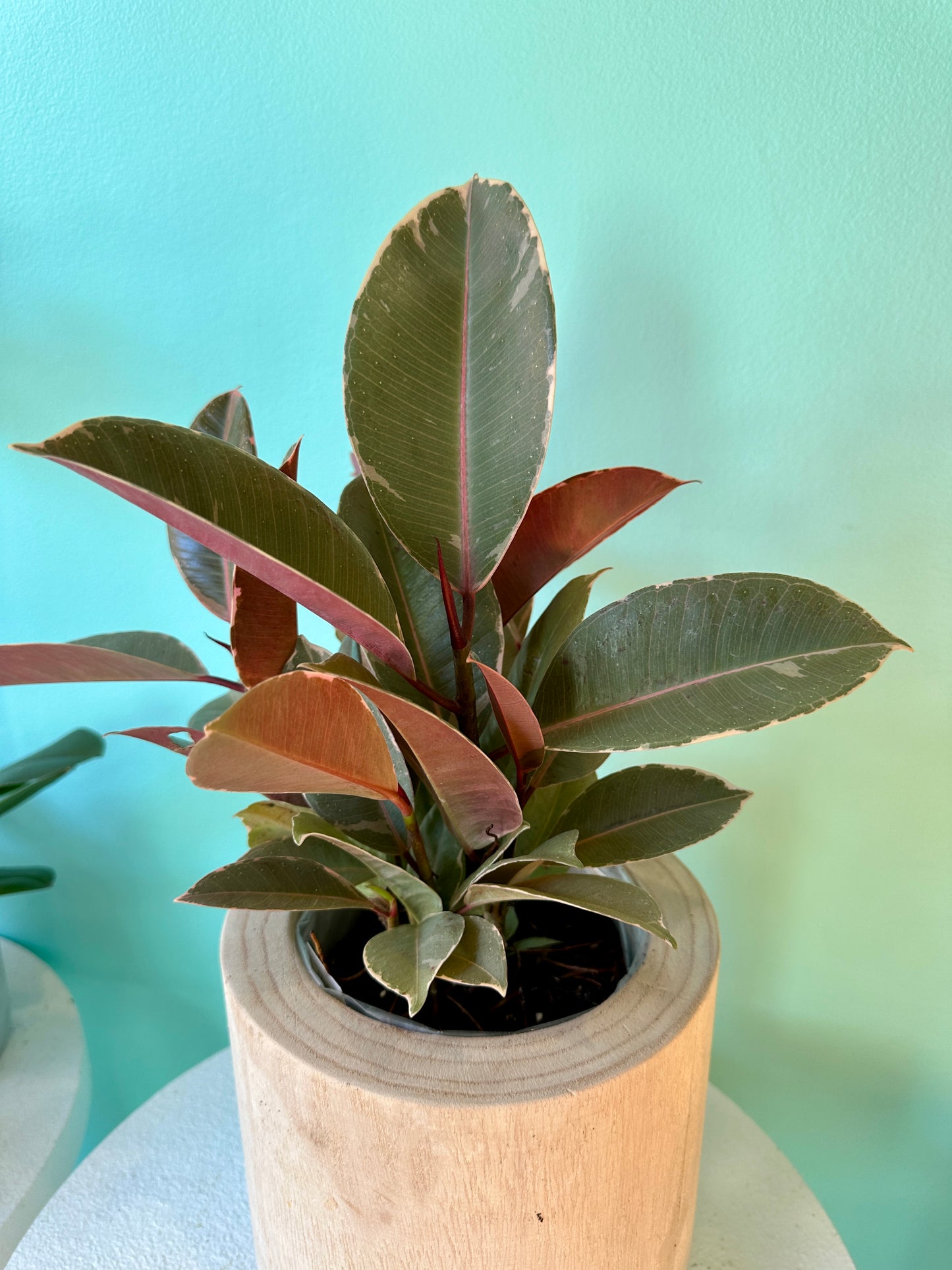 Potted Burgundy Ficus