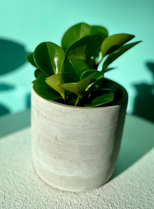 Jade Peperomia in cement planter