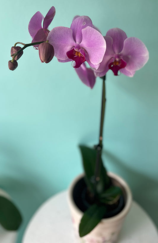 Purple potted orchid with flower pot