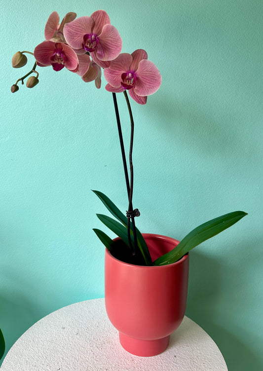 Apricot potted orchid with pot