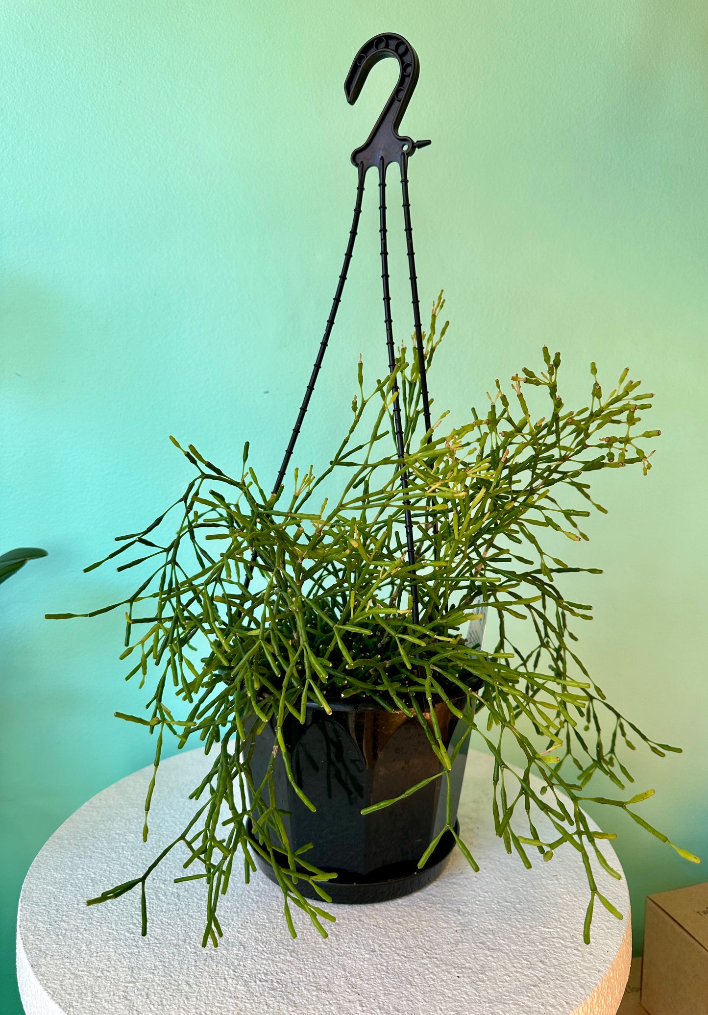 Rhipsalis Clavata