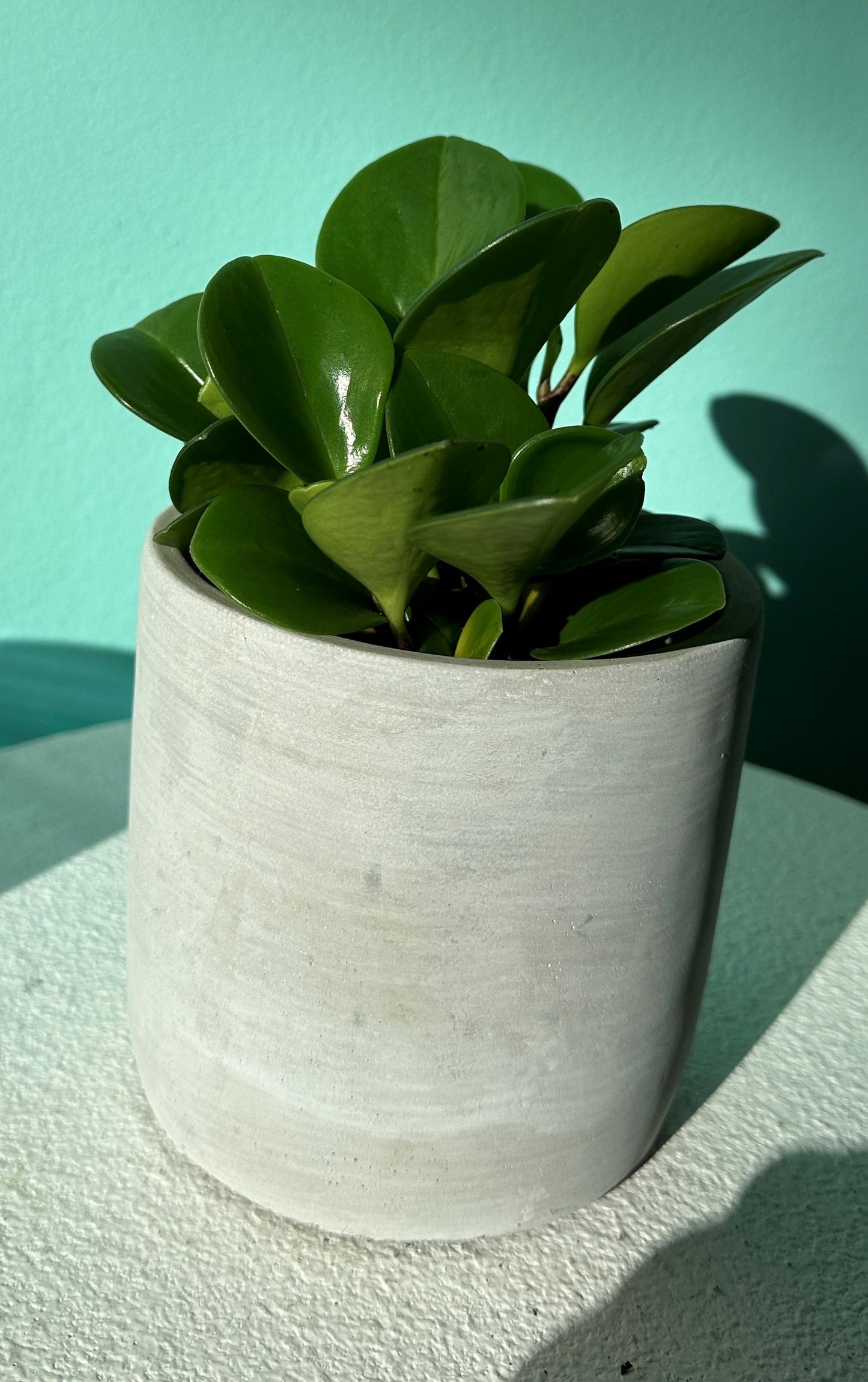 Jade Peperomia in cement planter