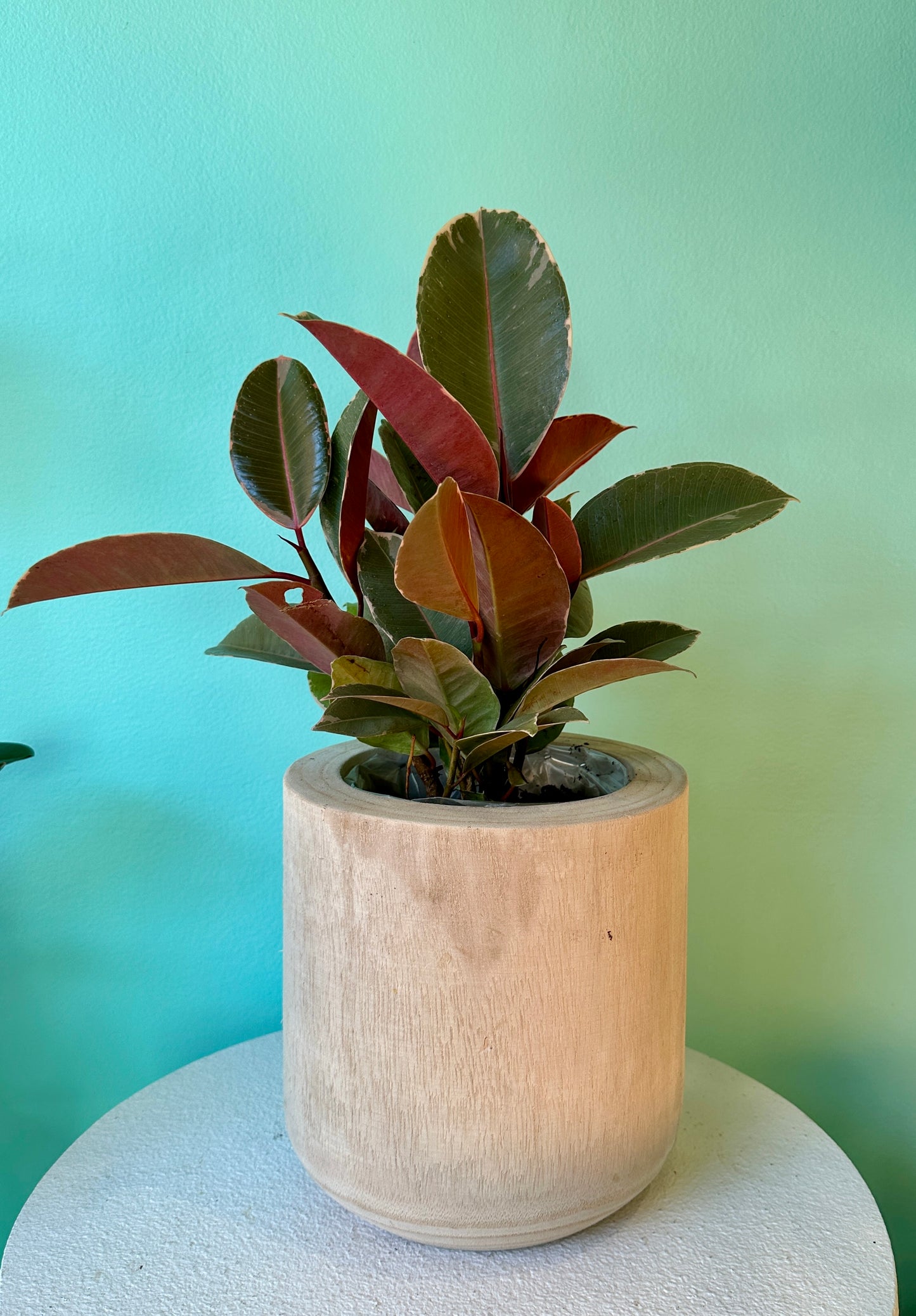 Potted Burgundy Ficus