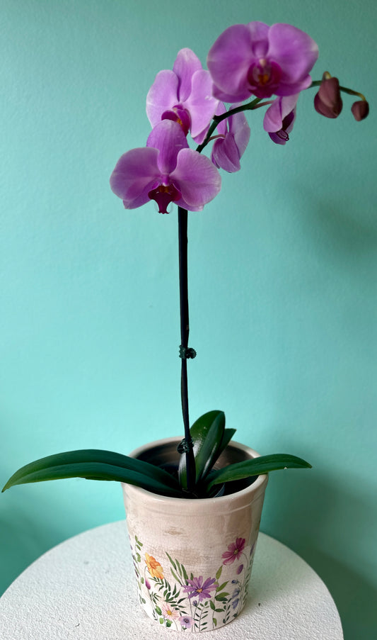 Purple potted orchid with flower pot