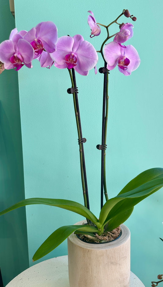 Orchid in natural wooden pot